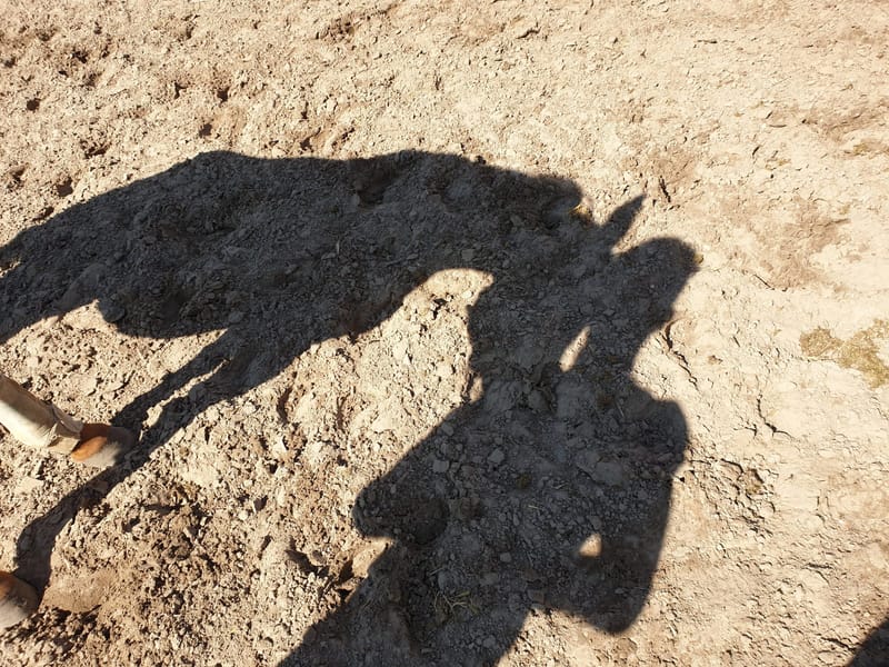 Schatten von Pferd und Reiter auf dem Sandboden