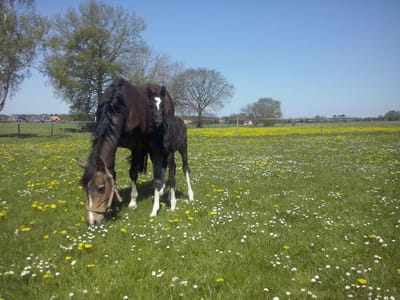 Braaklander Daya grast mit Fohlen Black Chocolate auf der Blumenwiese
