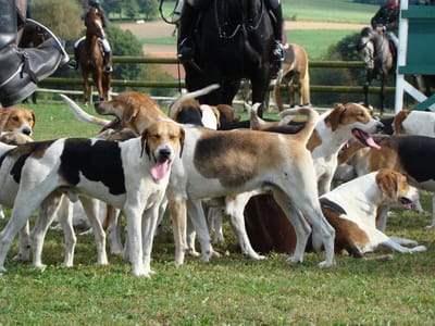 Meute Jagdhunde auf der Wiese, dahinter Reiter