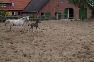Schimmelstute Nevada mit Fohlen Braaklander Boomerang auf dem Paddock vor dem Stall