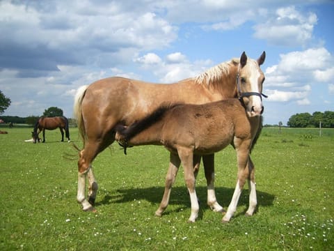 Palomino-Stute Braaklander Donna D mit trinkendem Fohlen Braaklander Daya auf der Weide