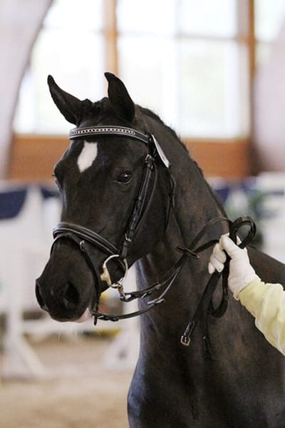Reitpony-Hengst Boomerang, ein Rappe mit Stern, im Kopfporträt mit Trense