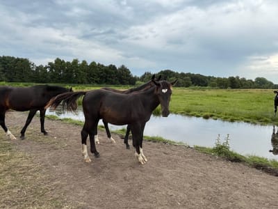 Desche steht am Graben auf der Weide