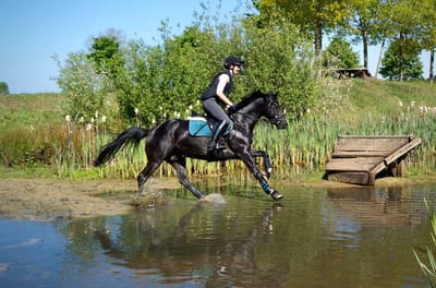 Boomerang galoppiert mit Reiterin am Teich durch das Wasser