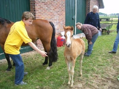 Fohlen Braaklander Peggy Sue mit Mutter Penny, ein Junge streckt die Hand nach dem Fohlen aus