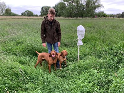 Junger Mann mit zwei braunen Jagdhunden auf einer hohen Wiese