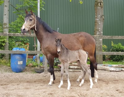 Braaklander Daria als Fohlen mit Mutter Daya auf dem Paddock