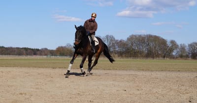 Reiter galoppiert auf einem Dunkelbraunen über den Außenplatz