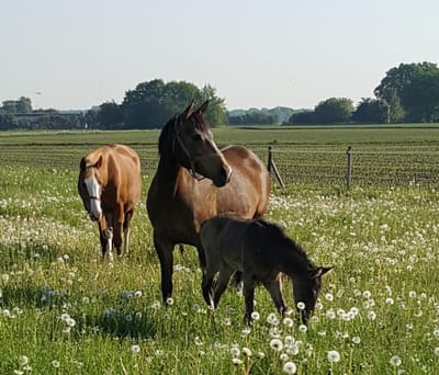 Braaklander Daria als Fohlen mit Mutter Daya auf der Pusteblumenwiese
