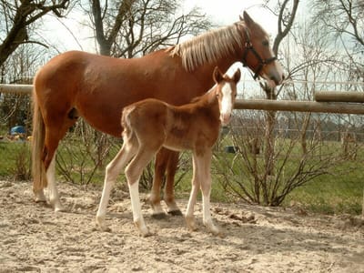 Fuchsstute Diva mit Fohlen Braaklander Magic auf dem Sandpaddock