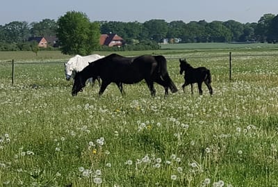 Braaklander Gwinny als Rappfohlen mit Mutter Guinevere auf der Pusteblumenwiese