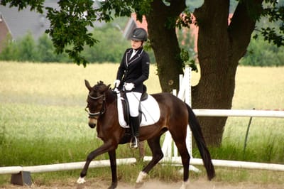 Reiterin in Turnierkleidung auf einem dunkelbraunen Pony auf dem Dressurplatz am Kornfeld