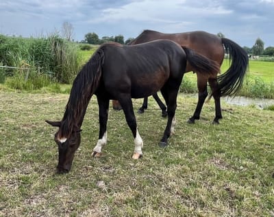 Desche grast auf der Weide am Wassergraben