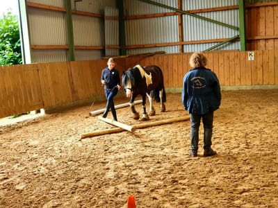 Bodenarbeit in der Reithalle: Ein Pony wird an der Hand über Stangen geführt