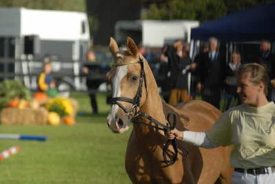 Palomino-Stute Braaklander Donna D mit Trense auf einem Schauplatz