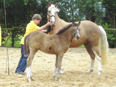 Palomino-Stute Donna D mit Fohlen Braaklander Daya, ein Junge streichelt die Stute