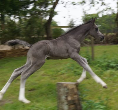 Braaklander Boomerang als Fohlen im Galopp auf der Weide