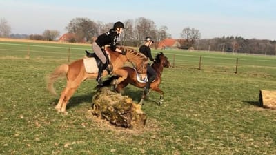 Reiterin springt mit einem Fuchs über einen Baumstumpf auf der Wiese