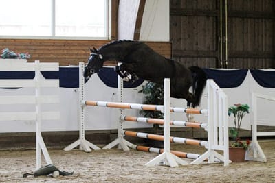 Reitpony-Hengst Braaklander Boomerang beim Freispringen über einen Oxer in der Halle