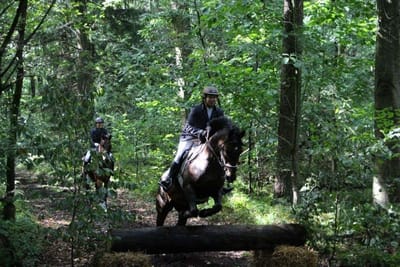 Reiterin springt im Wald über einen Baumstamm, eine zweite Reiterin folgt