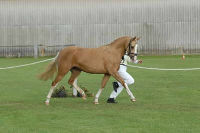 Palomino-Stute Braaklander Donna D wird bei einer Schau an der Hand vorgestellt