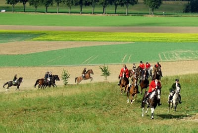 Schleppjagd: Reiterfeld mit roten Jagdröcken galoppiert über die Felder