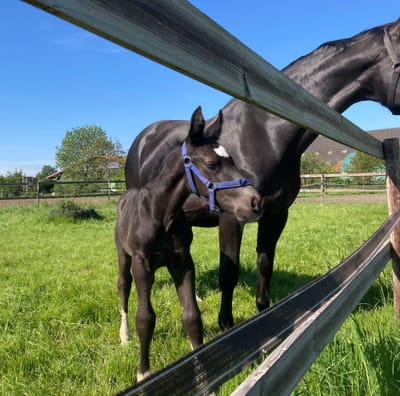 Desche als Fohlen mit blauem Halfter neben Mutter Frieda am Weidezaun