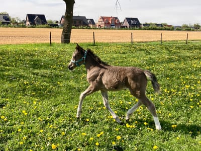 Braaklander Desperada als Fohlen trabt über die Löwenzahnwiese