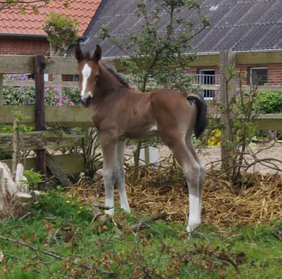 Braaklander Bugatti als Fohlen mit Blesse im Garten vor dem Wohnhaus
