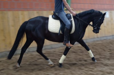 Rappe unter dem Sattel im Trab in der Reithalle