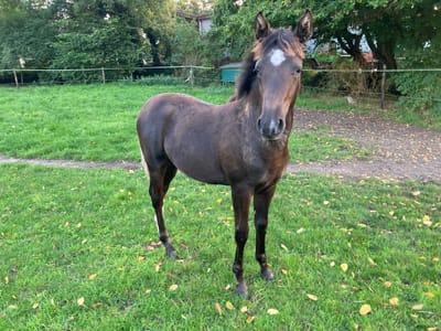 Braaklander Desperada als junges Pferd im Herbst auf der Weide