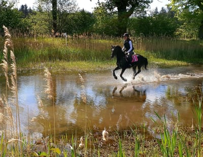 Boomerang galoppiert mit Reiterin durch einen Teich im Gelände