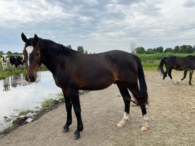 Djurke steht am Wasserloch, im Hintergrund Kühe
