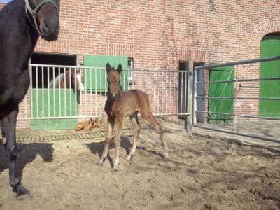 Braaklander Balou als Fohlen auf dem Paddock vor dem Backsteinstall