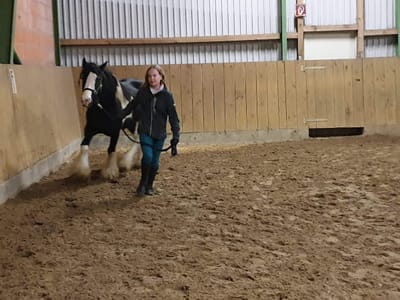 Mädchen führt ein schwarz-weiß geschecktes Pony mit Fesselbehang durch die Reithalle