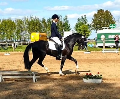 Boomerang mit Reiterin bei einer Dressurprüfung auf dem Sandplatz
