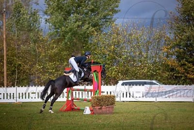Boomerang springt mit Reiterin über einen Steilsprung im Springparcours