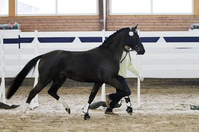 Boomerang wird im Trab an der Hand in der Halle vorgestellt