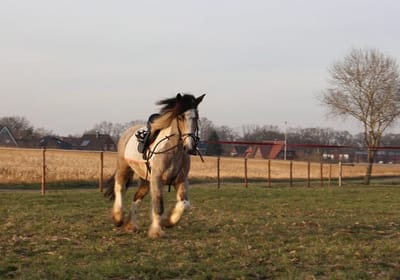 Gesatteltes Pony galoppiert an der Longe auf der Wiese