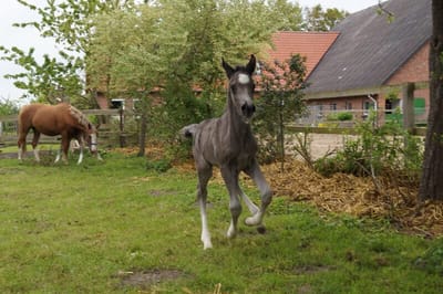 Braaklander Boomerang als Fohlen auf der Weide vor dem Wohnhaus