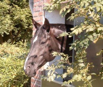 Maestro schaut aus einem efeuumrankten Stallfenster